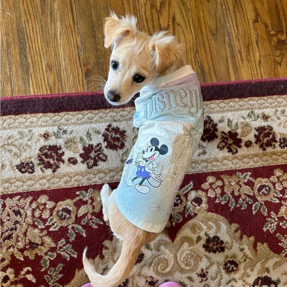 Disneyland 100 years DOG spirit jersey